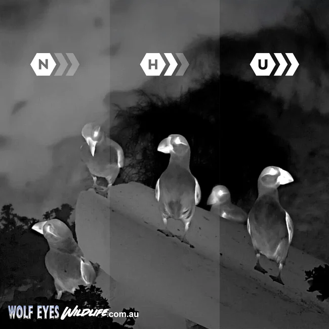 Pulsar Wildlife Alaris XQ30 thermal monocular wildlife at night